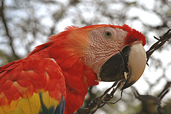 Parrot in Copan